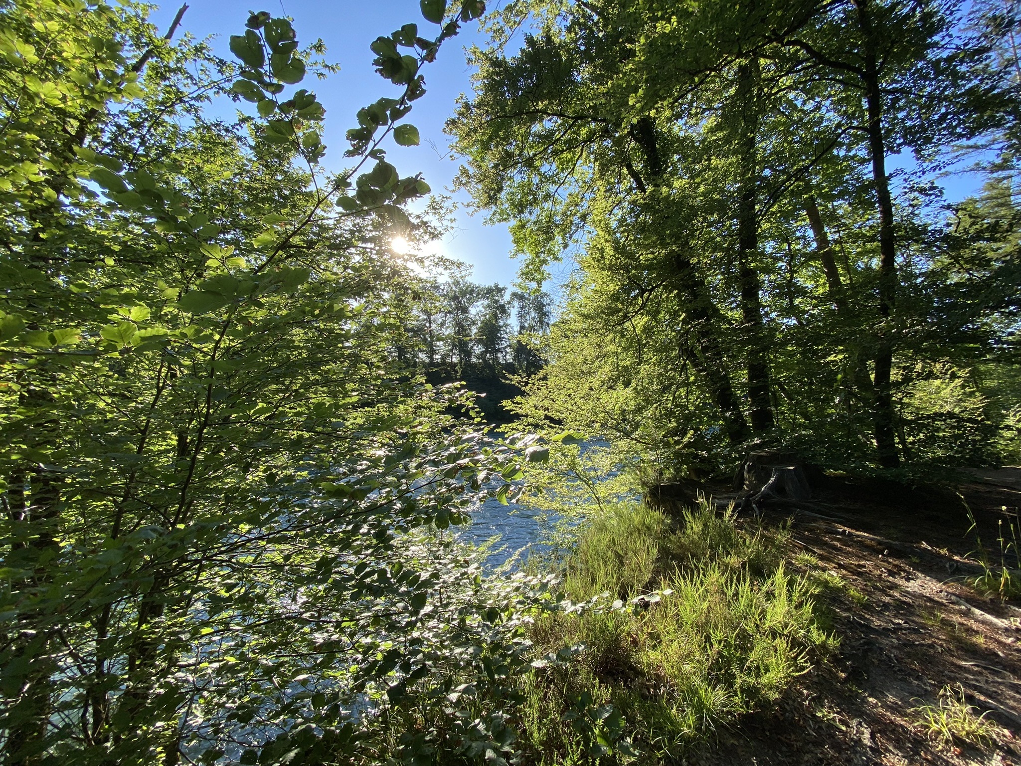 Waldlichtung mit Blick auf den Fluss