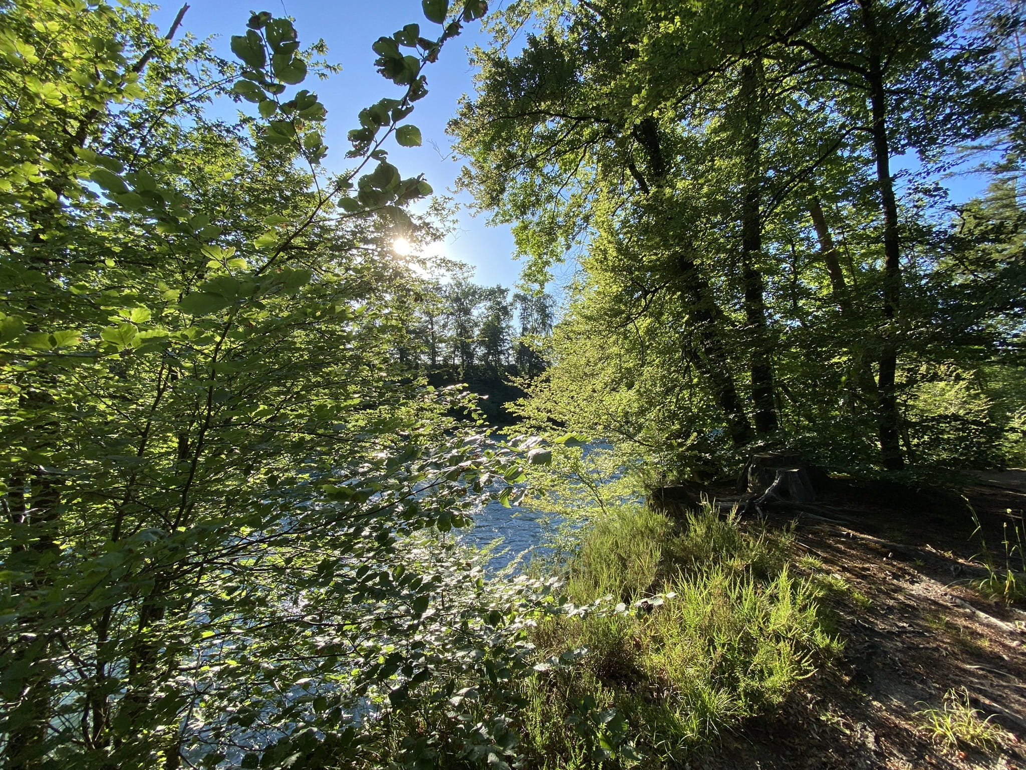 Waldlichtung mit Blick auf den Fluss